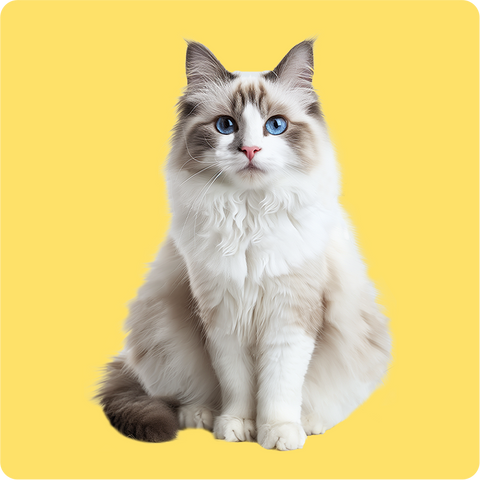 Cat Image