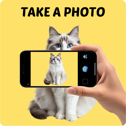 Taking Photo